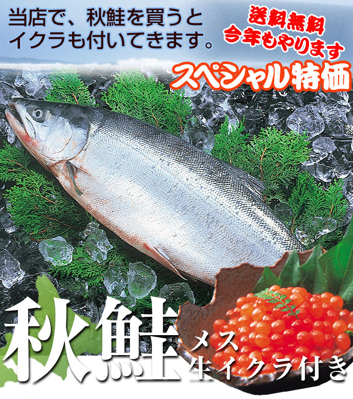 生秋鮭(イクラ付き) 北海道のお取り寄せ・通販 共栄水産